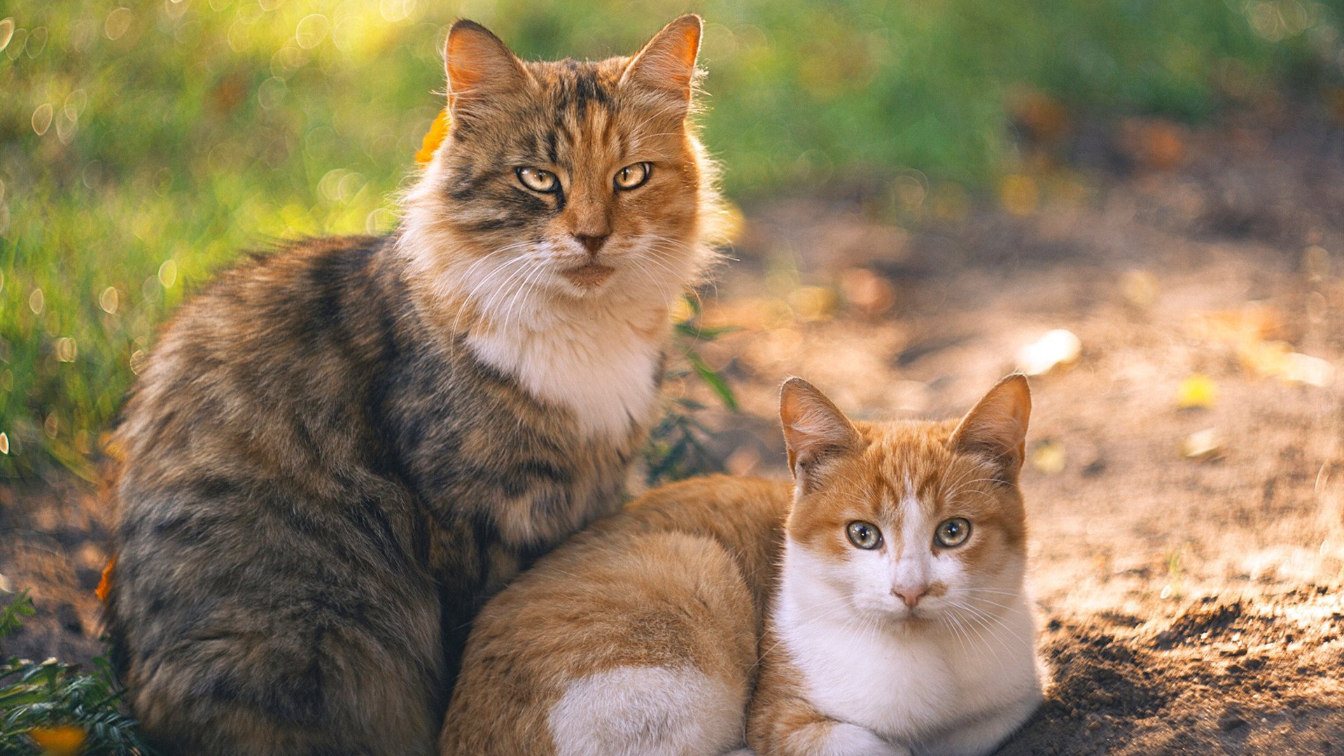 公牛社交平台发布球员成长档案增强粉丝黏性，公牛队最新交易资讯