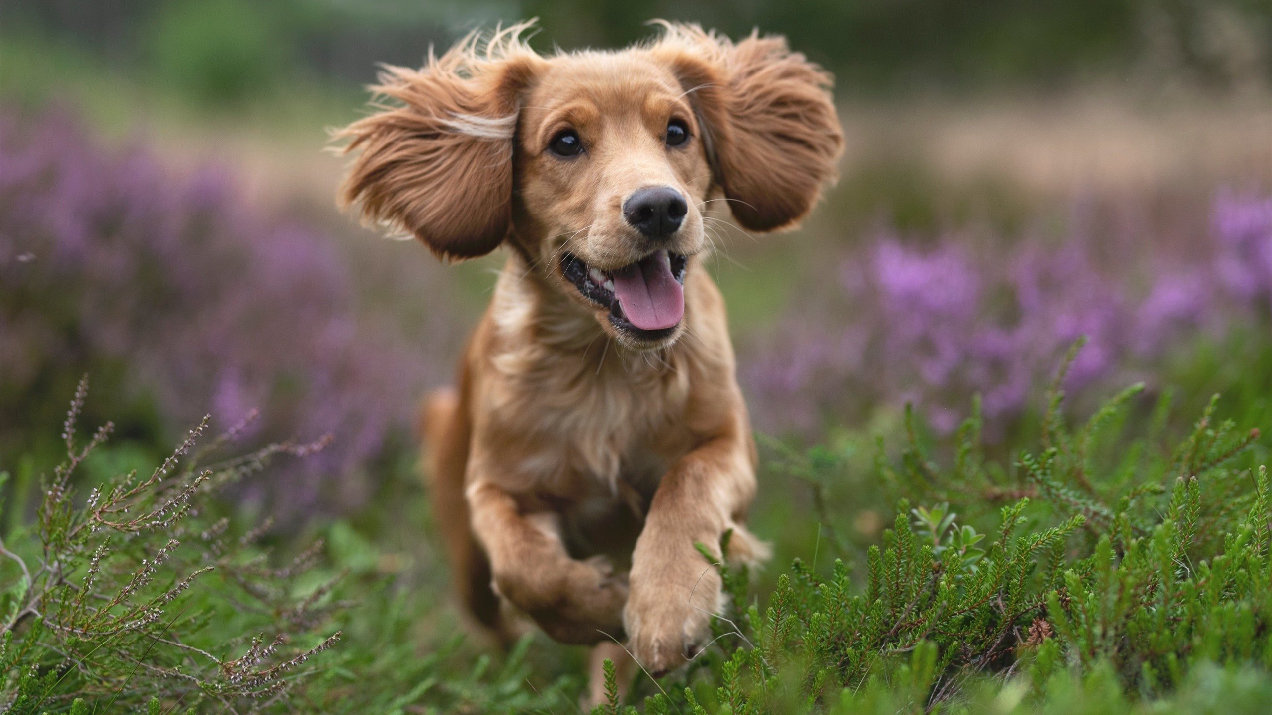 开云在线入口-滑雪世界杯精彩赛事回顾，滑雪世锦赛2021直播