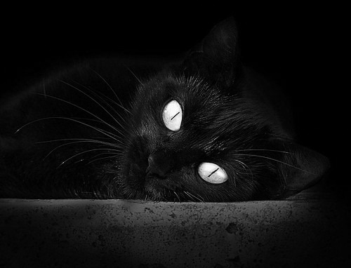 澳大利亚青训体系全球化，年轻球员成为未来明星，澳大利亚青年联赛