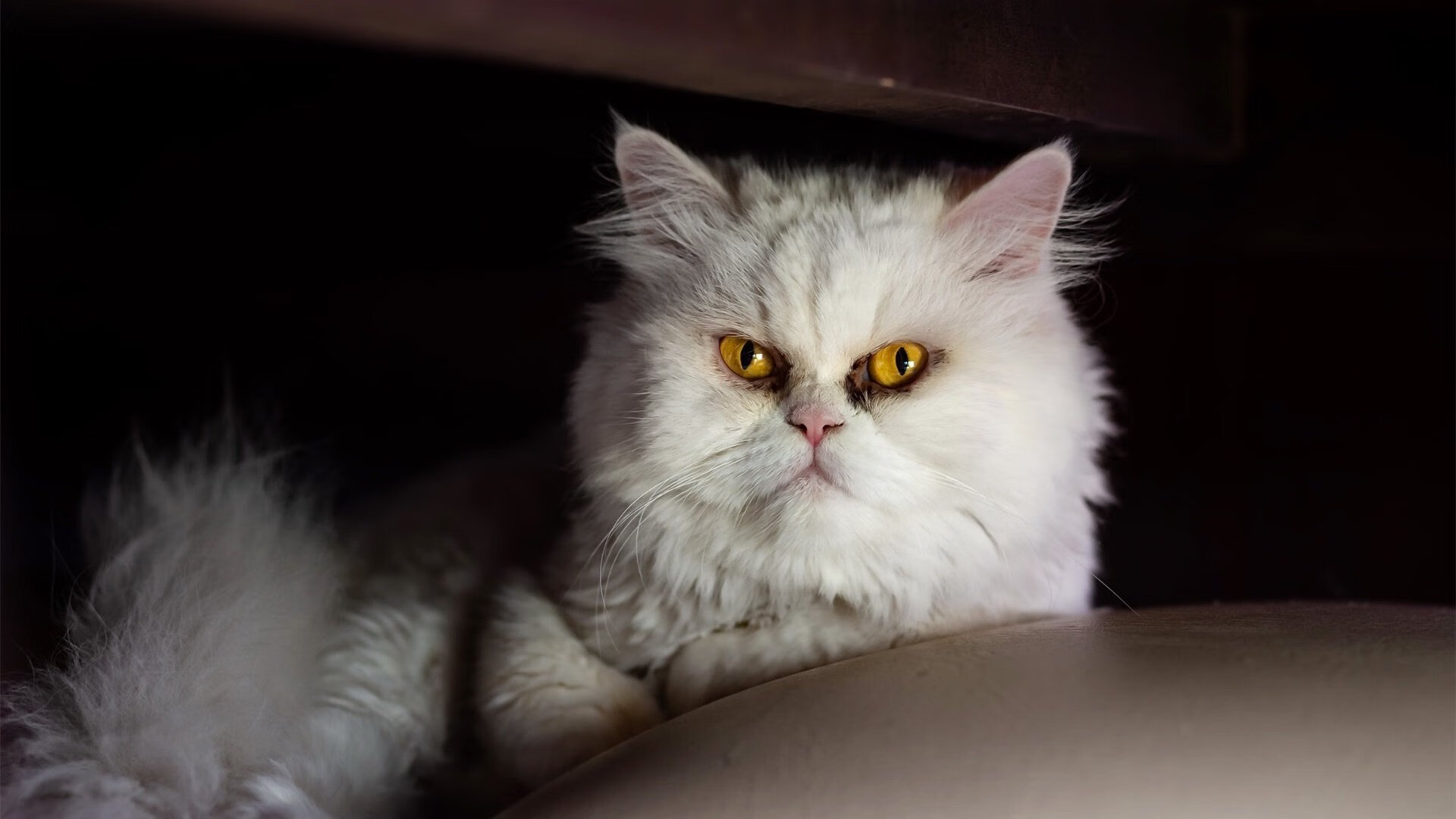 开云体育在线-社交平台话题热度不断攀升球迷讨论氛围异常火爆，社交平台非常火的系列