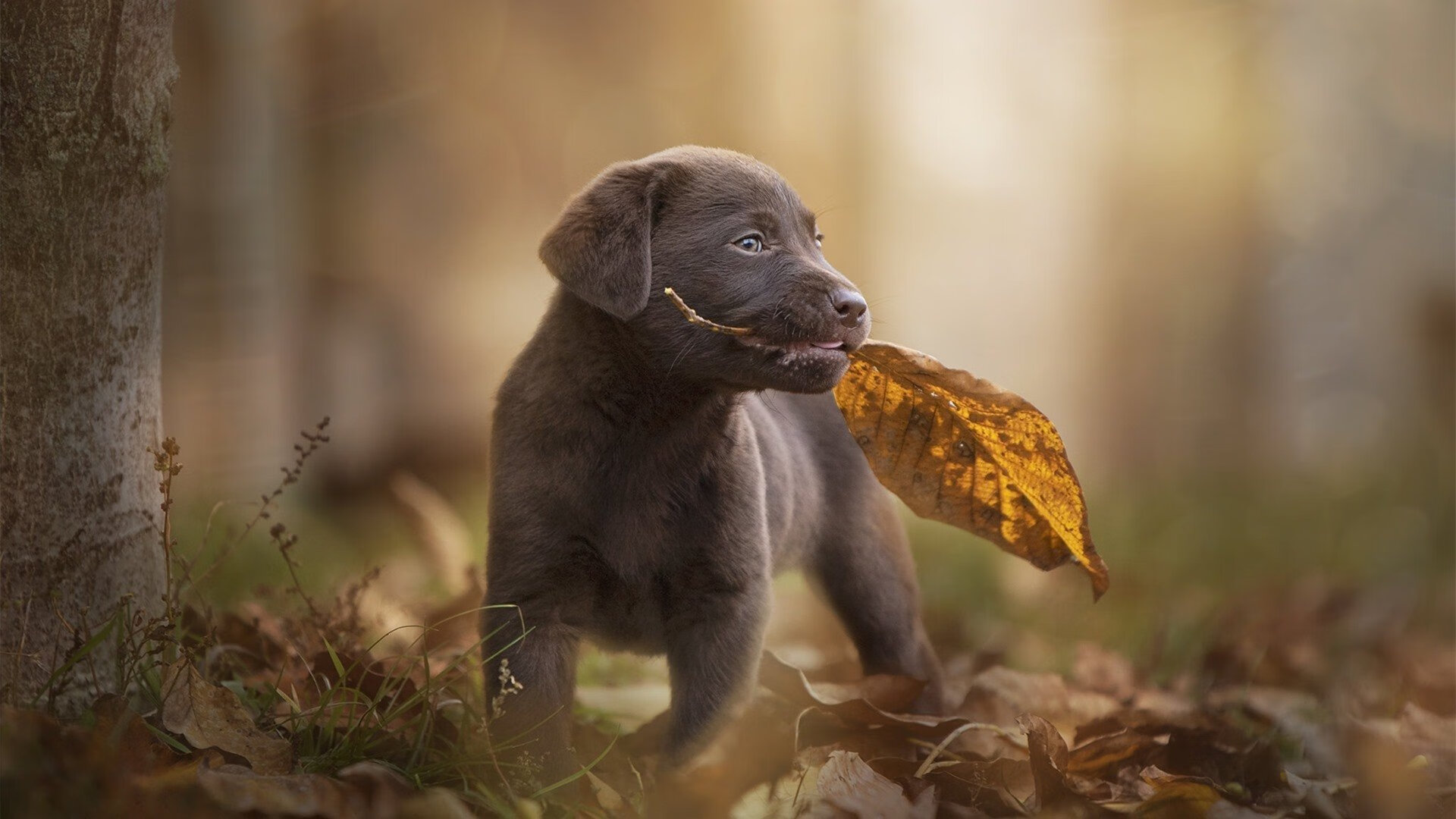 开云体育app-自由泳摩纳哥选手挑战极限，摩纳哥游泳池