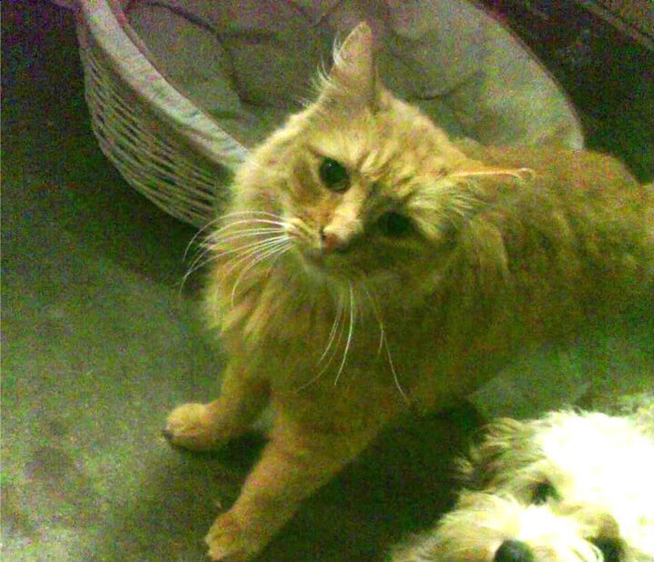 CBA多队动态:辽宁揭幕战战广厦,广东锋线新星崭露头角,山西试训德甲抢断王